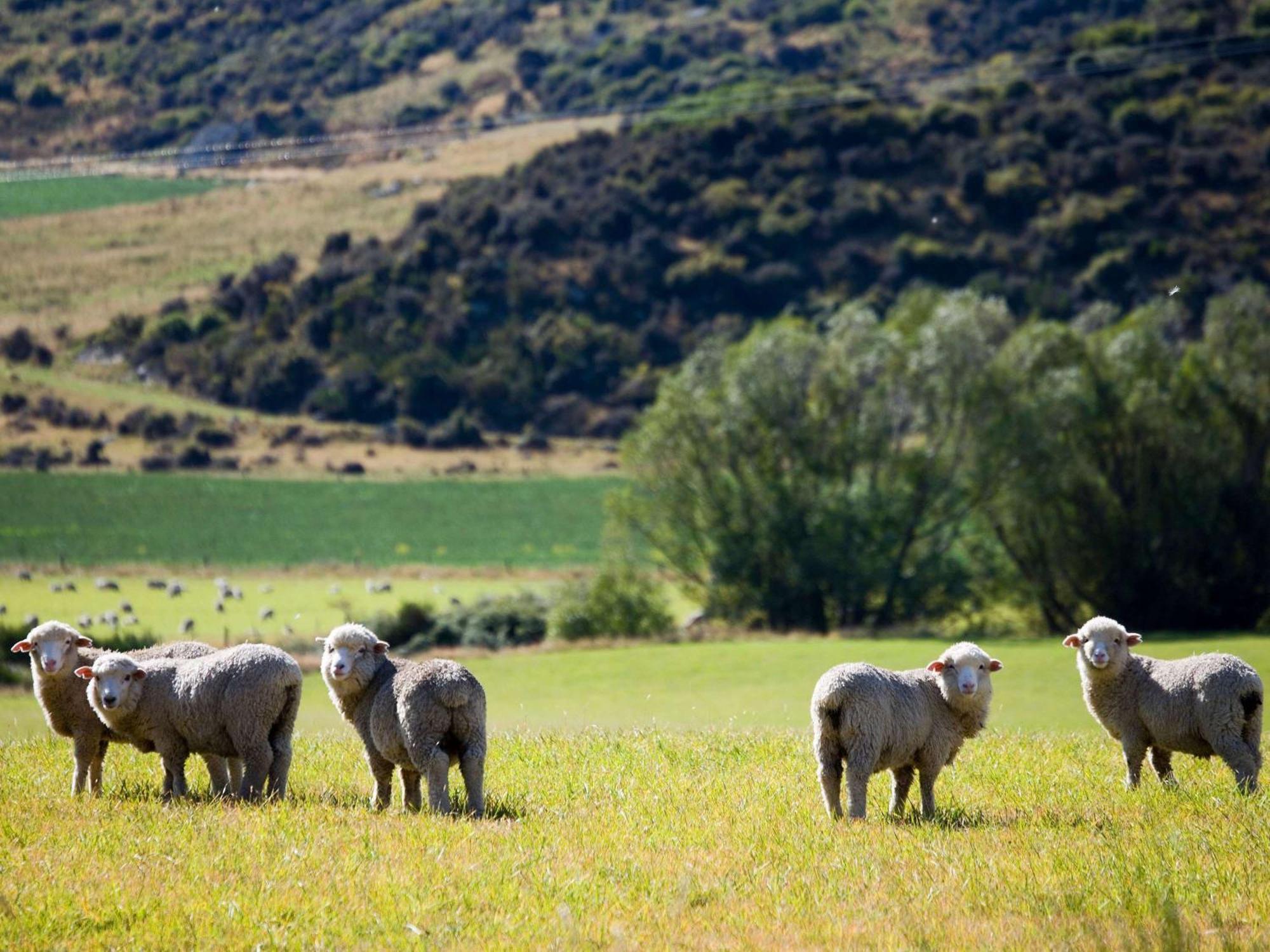 Hotel St Moritz Queenstown - Mgallery By Sofitel Zewnętrze zdjęcie Sheep in the Manawatu Gorge